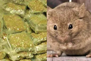 Chennai court acquits accused after police said rats eat up seized ganja