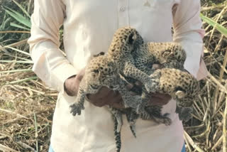 Leopard cubs found in sugarcane field in Ahmednagar
