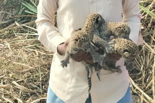 leopard-cubs-found