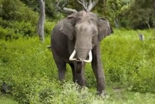 elephant terror in jashpur