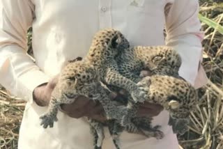 Leopard cubs found