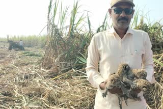 leopard cubs found in the field