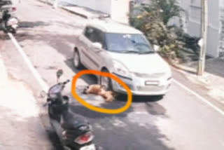 Car caught on CCTV camera running over stray dog in Bengaluru