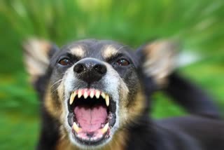 Viral Video of Dog Attacks