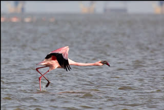 flamingos