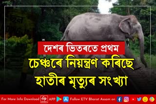 Elephant Death in Assam