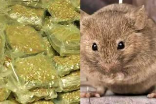 after police said rats eat up seized ganja