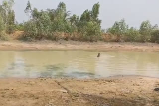 Women beaten, chased half-naked for bathing in public pond