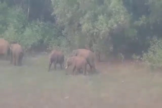 group of wild elephants in palakkad  wild elephant  palakkad wild elephant  കാട്ടാനകൂട്ടം  ആനശല്യം  പാലക്കാട് കാട്ടാന ശല്യം  ആന  മലമ്പുഴ  കവ