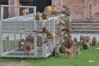 ताजमहल में पकड़े गए बंदर