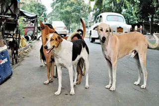 stray dog attack in kottayam  stray dog attack  dog attack kottayam  stray dog  stray dog attack  തെരുവ് നായ ആക്രമണം  തെരുവ് നായ ആക്രമണം കോട്ടയം  തെരുവ് നായയുടെ ആക്രമണം  കോട്ടയത്ത് രണ്ട് സ്ഥലത്ത് തെരുവുനായ ആക്രമണം