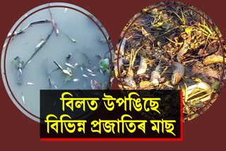 Poisoning of fish in Bihali lake