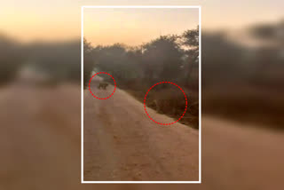 Sighting Tigers in Sariska Alwar