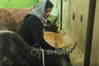 Marjeena Bano serving cows