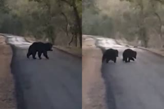 shahdol bears family walk at road people enjoyed