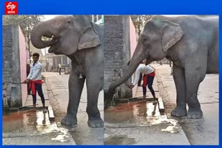 elephant drank water from hand pump in bettiah