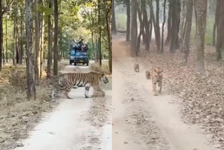 Tigress gave birth to 4 cubs