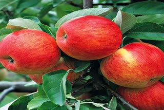 Apples in Kinnaur