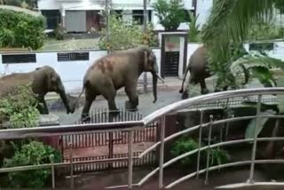 wild elephant palakkad  palakkad  പാലക്കാട്  മലമ്പുഴ  പുതുപരിയാരം  അകത്തേതറ  മുണ്ടൂർ  ധോണി ലീഡ്‌സ് കോളജ്  കാടിറങ്ങി കാട്ടാനക്കൂട്ടം