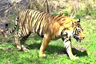 बाघ टी 57 'सिंहस्थ' की मौत