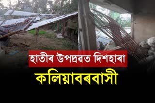 Wild elephants break down houses again in Kaliabor Nagaon