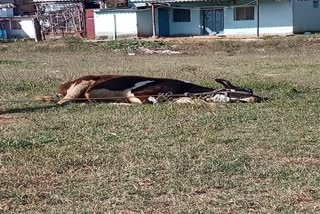 Abnormal intercourse with a cow calf