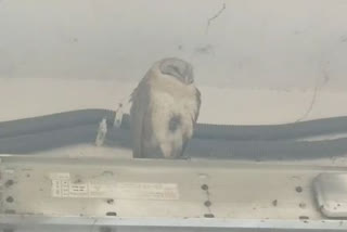 File photo of Barn-owl rescued  in Kanpur