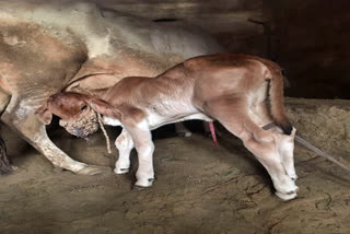 Cow gives birth to a rare calf in Rajasthan's Alwar