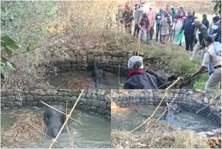 Elephant fell in well Elephant team entered in Cachar village of Jashpur