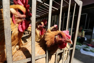 Bird flu outbreak in state-run poultry farm in Kerala, 1800 birds dead