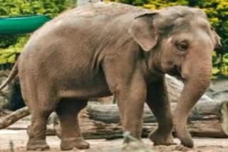Etv elephant cub death in bandhavgarh tiger reserve