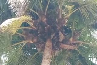 20 seedlings sprouted from a single coconut tree