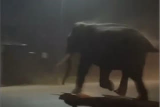 Herd of elephants reached liquor shop in Haridwar