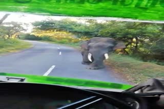 Elephant that encountered a bus