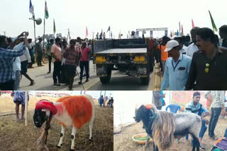 Sankranti festival