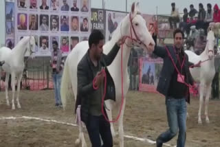 Horse competitions in Sri Muktsar Sahib