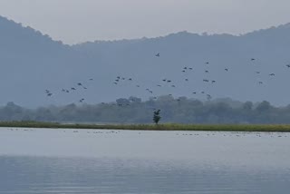 complete the bird count