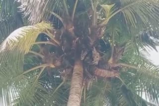 Around 20 seedlings sprouted from a single coconut tree top in Tumakuru