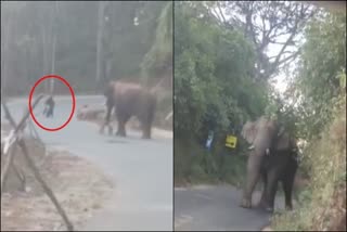 elephant attack  idukki elephant  kerala news  malayalam news  bikers escaped from elephant  elephant attack idukki video  elephant chasing bikers viral video  കാട്ടാന  കാട്ടാനയുടെ നിന്നും രക്ഷപെട്ട് ബൈക്ക് യാത്രികർ  ബൈക്ക് യാത്രികർ കാട്ടാനയ്‌ക്ക് മുന്നിൽ  ഇടുക്കി കാട്ടാന വൈറൽ വീഡിയോ  ആന ആക്രമണം  കാട്ടാനയും ബൈക്ക് യാത്രികരും