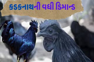 Kadaknath chicken