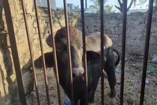 Two villagers are fighting for a bull