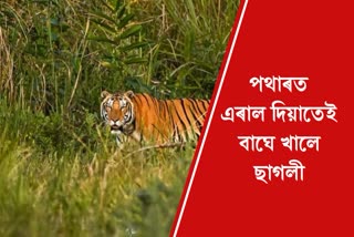 Royal Bengal tiger menace
