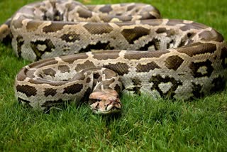 Rock Python Recovered