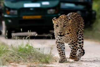 Leopard Rumors in Bangalore University Circular Notice Forest Department Clarification