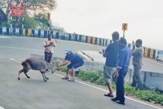 harrasing nilgiri tahr  nilgiri tahr  state animal of tamilnadu  two people from kerala jailed in coimbatore  shelton arrest  joby abraham arrest  latest news in kerala  latest national news  latest news today  വരയനാടിനെ ബലമായി പിടിച്ചുനിര്‍ത്തി ഫോട്ടോ  വരയനാട്  രണ്ട് മലയാളികള്‍ തമിഴ്‌നാട്ടില്‍ അറസ്‌റ്റില്‍  തമിഴ്‌നാടിന്‍റെ സംസ്ഥാന മൃഗമായ  ഷെല്‍ട്ടണണ്‍  ജോബി എബ്രഹാം  വാല്‍പാറ  ആണ്ണാമലൈ ടൈഗര്‍ റിസര്‍വ്  ഏറ്റവും പുതിയ ദേശീയ വാര്‍ത്ത  ഇന്നത്തെ പ്രധാന വാര്‍ത്ത