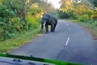 elephant-attack-on-govt-bus
