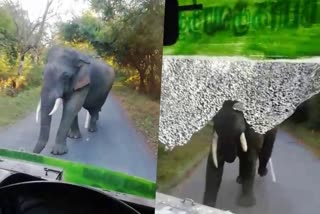 elephant  elephant break glass of the government bus  government bus in tamilnadu  tamilnadu  elephant attack on tamilnadu bus  latest national news  latest news today  elephant attack  ബസിന്‍റെ ചില്ല് കൊമ്പ് ഉപയോഗിച്ച് തകര്‍ത്ത്  കാട്ടാന  കാട്ടാനയുടെ ആക്രമണം  തമിഴ്‌നാട് ബസിന്‍റെ ചില്ലടിച്ച് തകര്‍ത്ത് കാട്ടാന  കാട്ടാനയുടെ ആക്രമണം