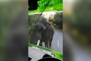 elephant attacked the bus