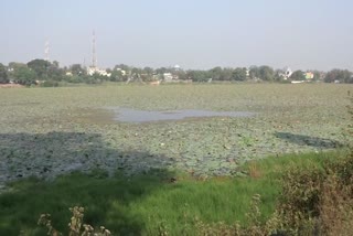 ponds beautification