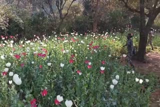 Police destroyed opium crop in Ranchi
